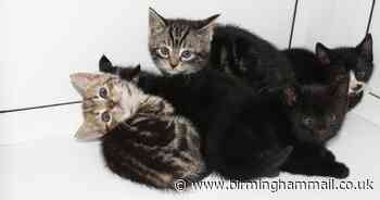 Kittens living in skip seconds from being crushed to death