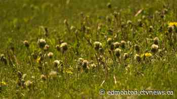 Why Edmonton will see more weeds than usual this summer - CTV News Edmonton