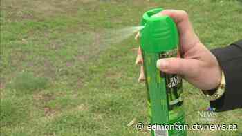 Mosquito season starts in Edmonton, and it's likely to get worse - CTV News Edmonton