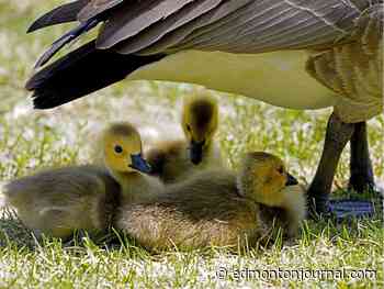 Edmonton weather: Nice enough to be nice. So be nice. - Edmonton Journal