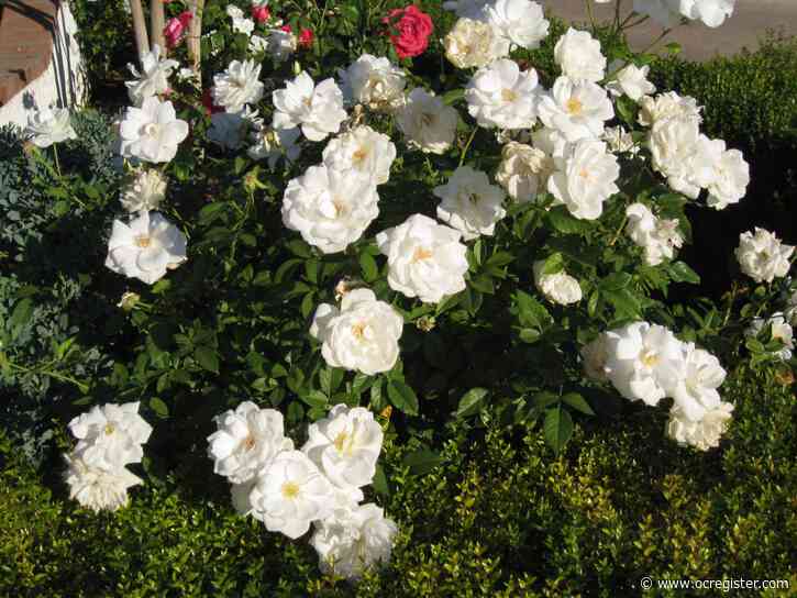 Master Gardener: Is it too late to plant roses?