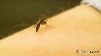 Mosquitoes with West Nile Virus found in Fresno, health officials say