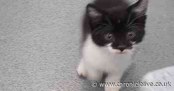 Tiny kitten rescued from litter tray dumped near busy road