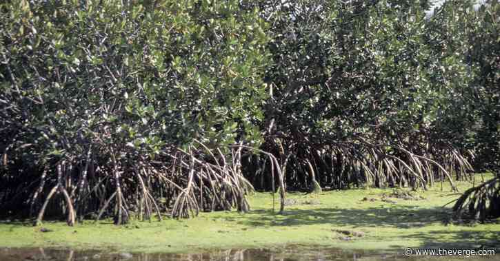 Rising sea levels could wipe out mangroves by 2050