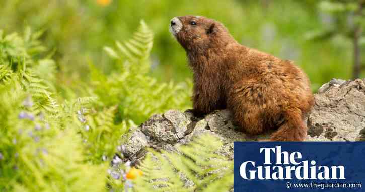 Many of the 300 plants and animals endemic to Canada at risk, report finds