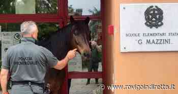 Il cavallo fugge dal recinto, la Polizia provinciale lo recupera - RovigoInDiretta.it