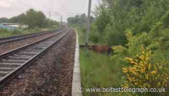 Wild boar disrupts rail services for several hours