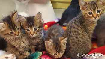 Sisters who found 11 abandoned cats 'shocked' after Saskatoon Animal Control says to let them loose