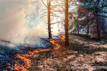 Only one active forest fire in the Northeast region today