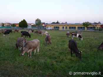 A Cavernago l'erba la tagliano le mucche (e il Comune risparmia) - Giornale di Treviglio