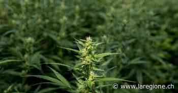 450 kg tra 'erba' sospetta e fumo, 39enne di Sorengo nei guai - laRegione