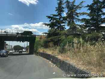 Adrano, erba alta all’ingresso in città: un pessimo biglietto da visita per turisti e visitatori - Corriere Etneo