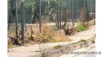 Marciapiedi nel mirino Erba alta e zero scivoli - il Resto del Carlino