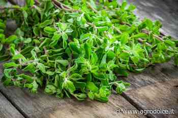 Erba persa: un bene ligure da preservare - Agrodolce