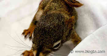 The Toronto Wildlife Centre is getting thousands of calls about orphaned baby animals - blogTO