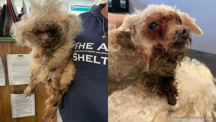 ‘One Of The Worst Cases Of Neglect’: Erie Animal Shelter Rescues Dog Who ‘Suffered Tremendously’
