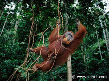 WWF-Indonesia using machine learning to save critically endangered orangutans