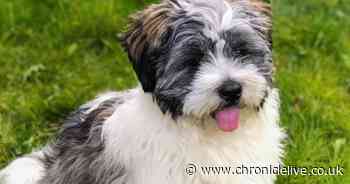 8 ways to ease your dog out of lockdown - plus win a year’s supply of dog food