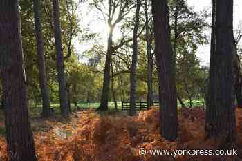 Rave, fires and benches destroyed at Yorkshire Wildlife Trust reserves