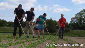 Entre Arras et Lens, grâce à l'agriculture bio, les embauches fleurissent - L'Avenir de l'Artois