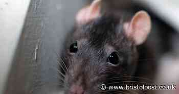 The area which has seen a big increase in reports of rats