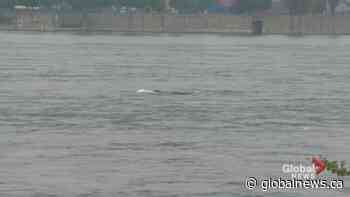 Whale spotting continues in Montreal | Watch News Videos Online - Globalnews.ca