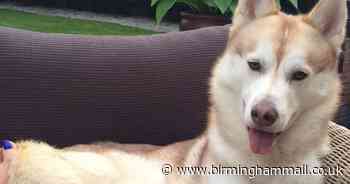 Birmingham's most adorable lockdown dogs - and how to nominate yours