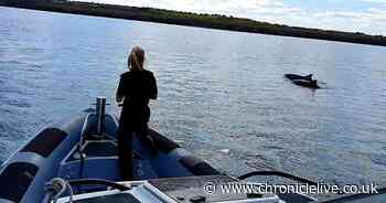 Police warning after dolphins harassed by jet skiers in Whitley Bay and Berwick