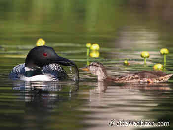 It's a bad spring for hatching baby loons