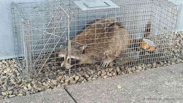 Rabid Raccoon Reported In Frazer Township
