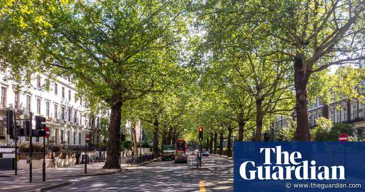 Tree mapping app blossoms as city-dwellers seek out nature in lockdown