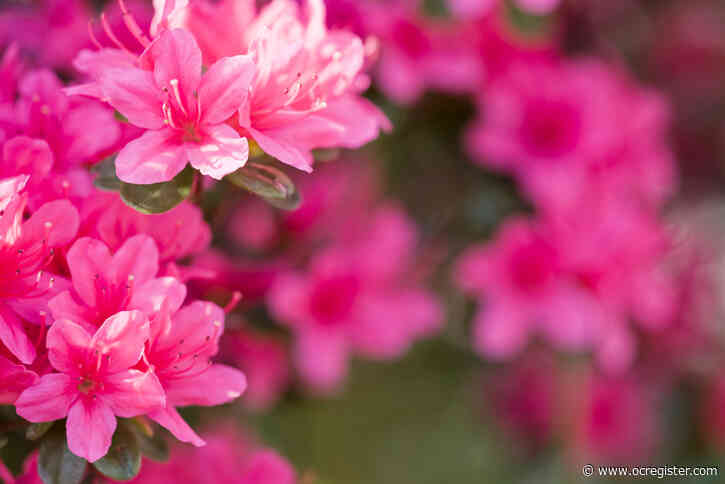 Feeding frenzy: Which garden plants need nutrients now, and which don’t
