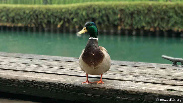 Steile Behauptung: Nein, keine 65.000 Software-Entwickler überprüften die Corona-Warn-App