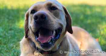 Final chance to nominate your Lockdown Dog Hero for the chance to win prizes