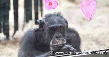 Twycross Zoo indefinite closure sparks massive outcry - how you can help save it