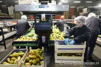 Corona aangetroffen bij 23 van de 202 medewerkers van Fruitmasters Geldermalsen