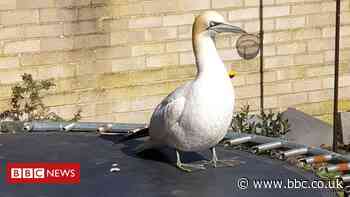 North Atlantic gannet found on Norfolk trampoline