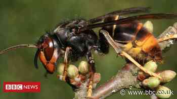 Asian hornet: UK beekeepers on lookout for bee-eater