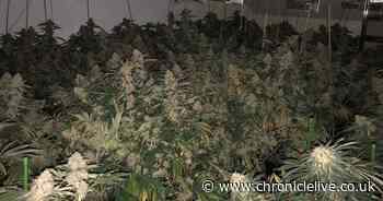 Man arrested after 476 cannabis plants are found in Seaham