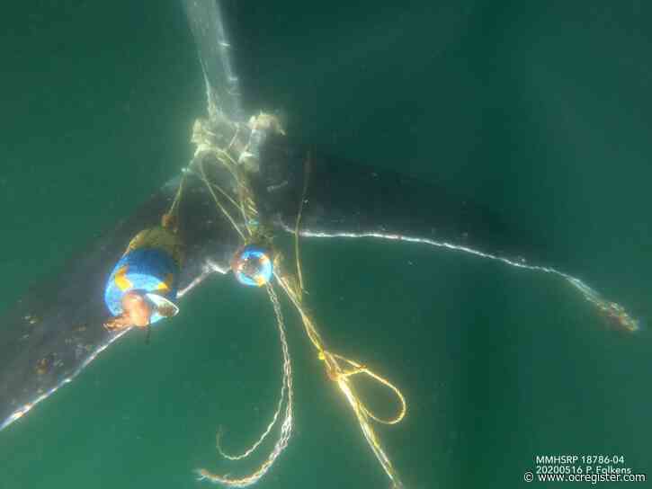 Wildlife agency planning new rules for crab fishing to prevent whale and sea turtle entanglements