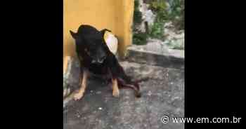 Cão morre após ser baleado por militares em Contagem; veja vídeo - Estado de Minas