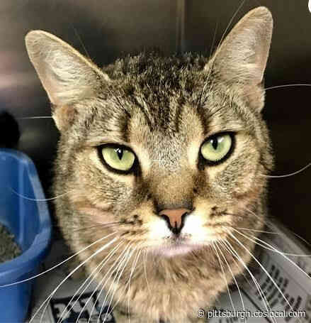 Furry Tails: Steeler, Lovey & Mindy Are Waiting For Forever Homes