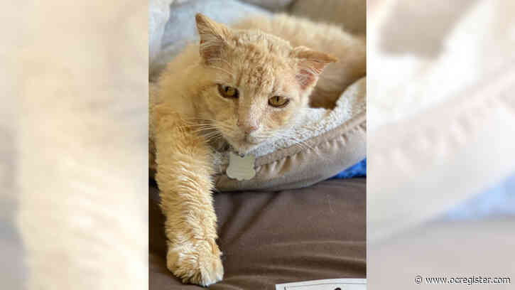 Senior cat Tommy just wants love in his golden years