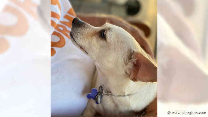 Chihuahua mix Abby loves her lap time