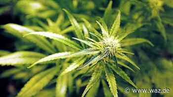 Cannabis-Geruch führt Polizei Gelsenkirchen zu Plantage - WAZ News
