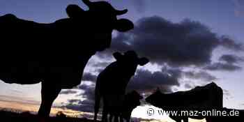 Freilaufende Kühe bei Butzow - Rinder brechen nachts aus Weide aus - Märkische Allgemeine Zeitung