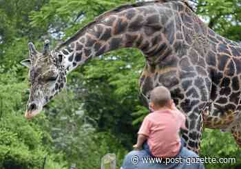 Some animals are people-watching as Pittsburgh Zoo reopens