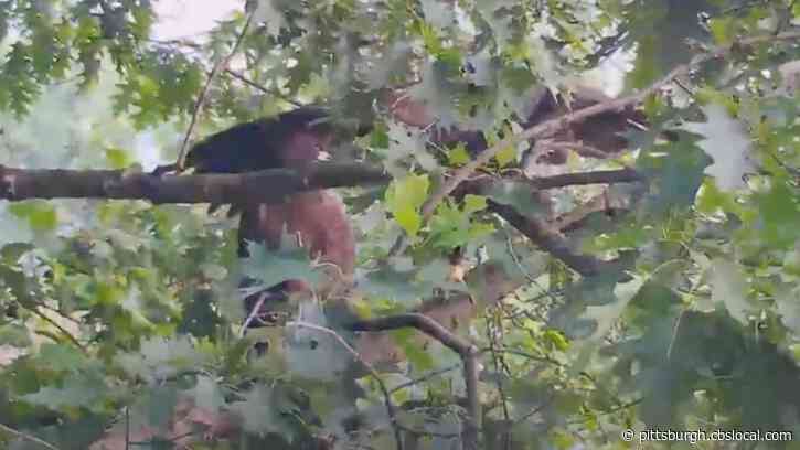 First Eaglet Flies From Hays Nest