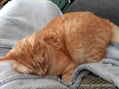 Kat vermoedelijk beschoten met luchtgeweer, buurtbewoners zoeken dader en loven beloning uit