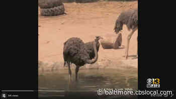 Ostriches At The Maryland Zoo Take A Dip In The Water To Cool Off